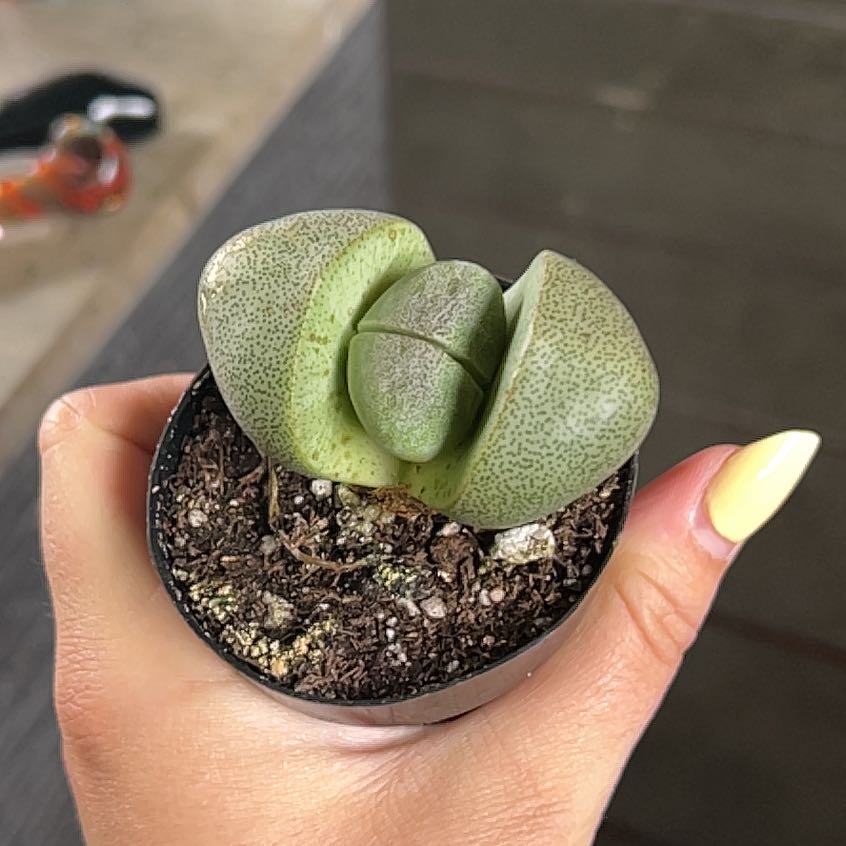 Photo of the plant species Split Rock by @AceMuntingia87 named Slim Jeezy on Greg, the plant care app