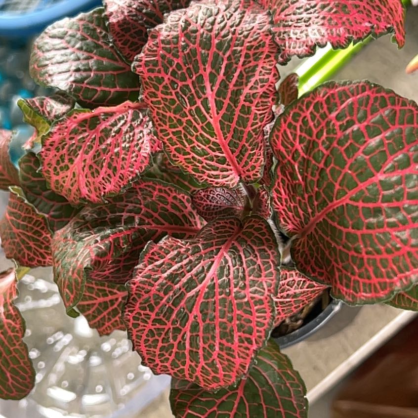 Photo of the plant species Red Anne Nerve Plant by @AceMuntingia87 named Sexy Redd on Greg, the plant care app