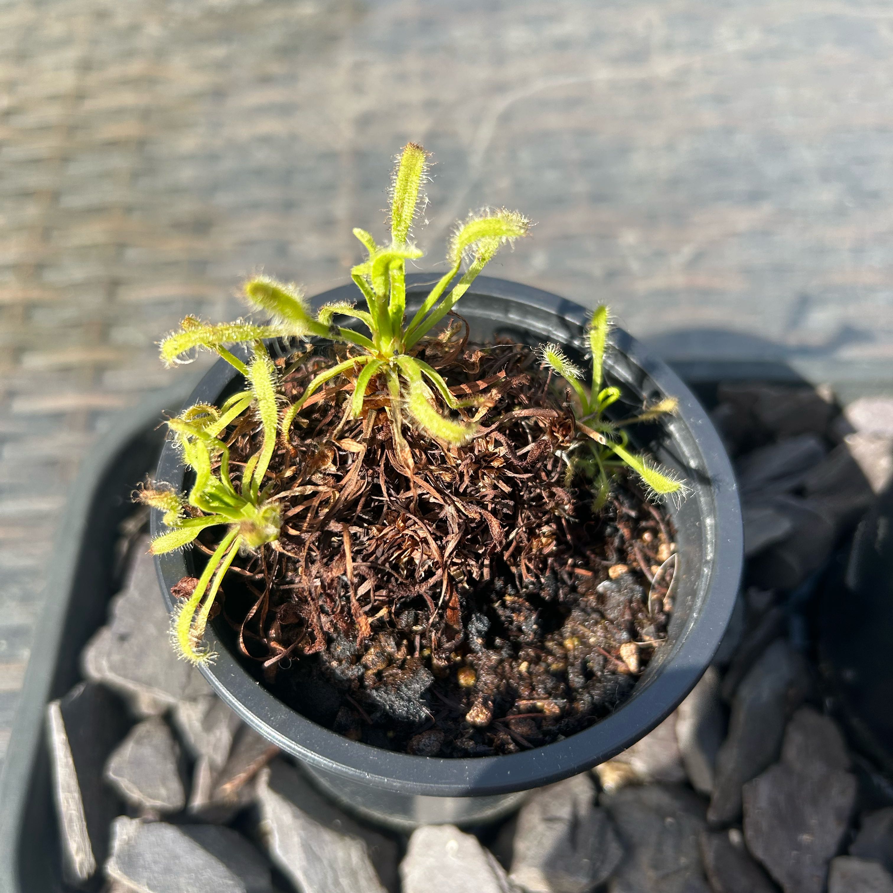 Photo of the plant species Cape Sundew by @SilkyCapealoe33 named Figyonce on Greg, the plant care app