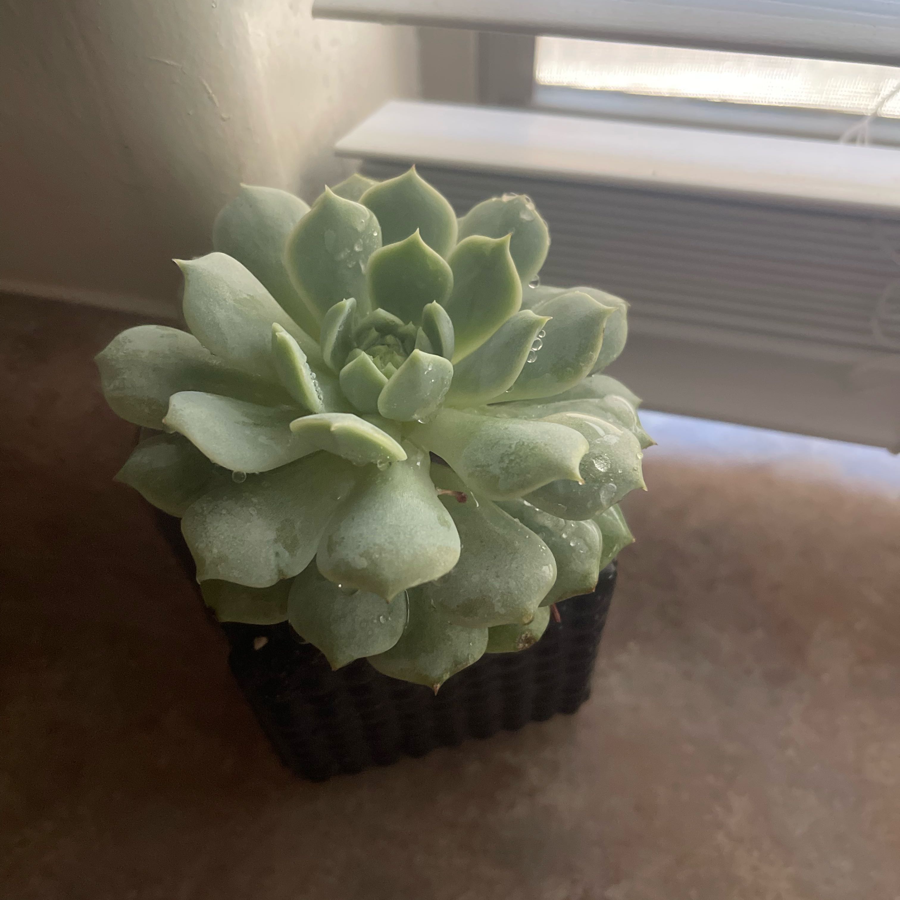Photo of the plant species Echeveria 'Seraphina' by @HandyTimeout24 named Seraphina on Greg, the plant care app