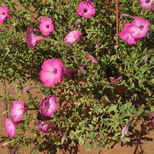 Photo of the plant species Petunia by @DearGuzmania75 named Cleopatra on Greg, the plant care app