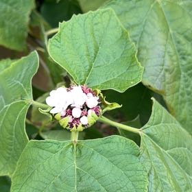 Photo of the plant species Harlequin Glorybower by @BigBlusher53 named Aria on Greg, the plant care app