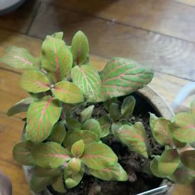 Photo of the plant species Nerve Plant by @ProWoreya88 named Fernie Mac on Greg, the plant care app