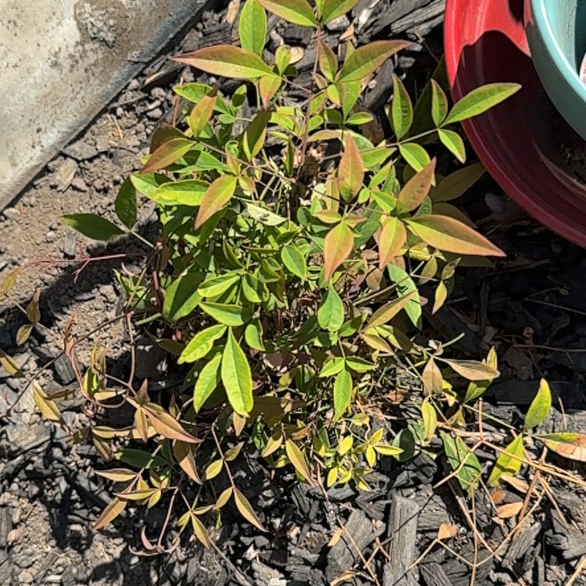 Photo of the plant species Sacred Bamboo by @HotWoodruff97 named Rosa on Greg, the plant care app