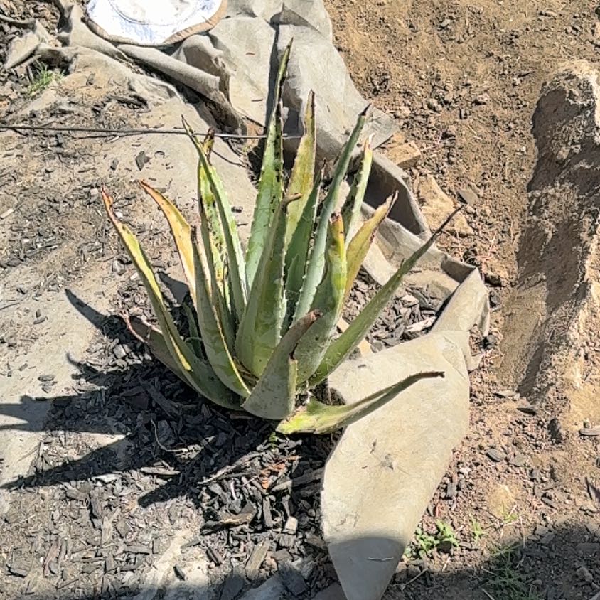 Photo of the plant species Agave Deserti by @HotWoodruff97 named McKinley on Greg, the plant care app