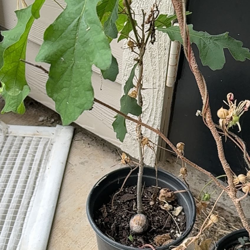 Photo of the plant species Oak Tree by @LightOrchid28 named Keanu Leaves on Greg, the plant care app