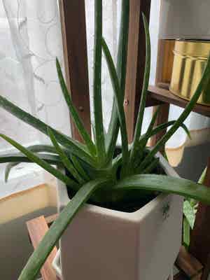 Aloe Vera plant photo by Michelle rose named Angel on Greg, the plant care app.