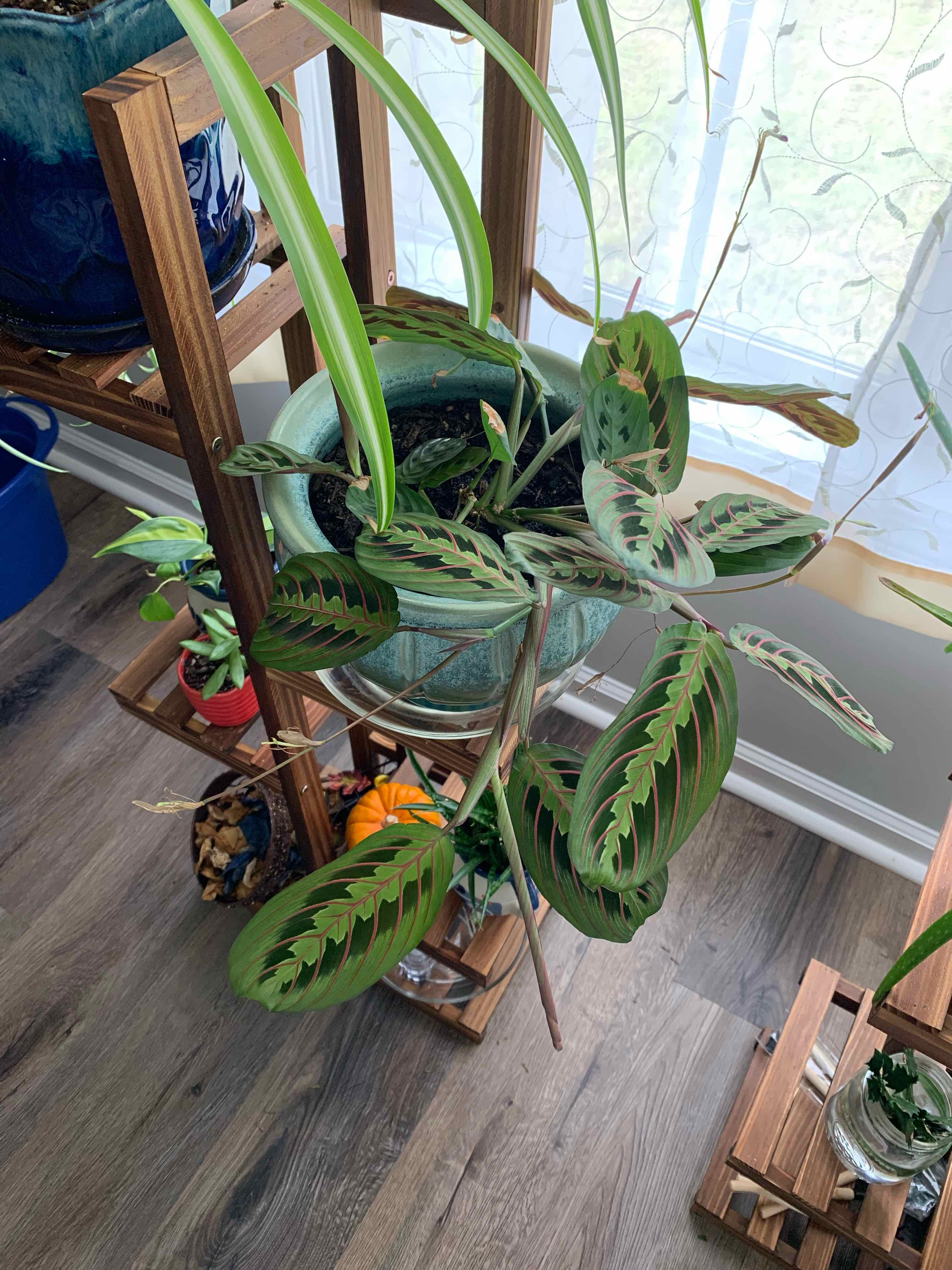 Green Prayer Plant plant photo by Michelle rose named Goddess on Greg, the plant care app.