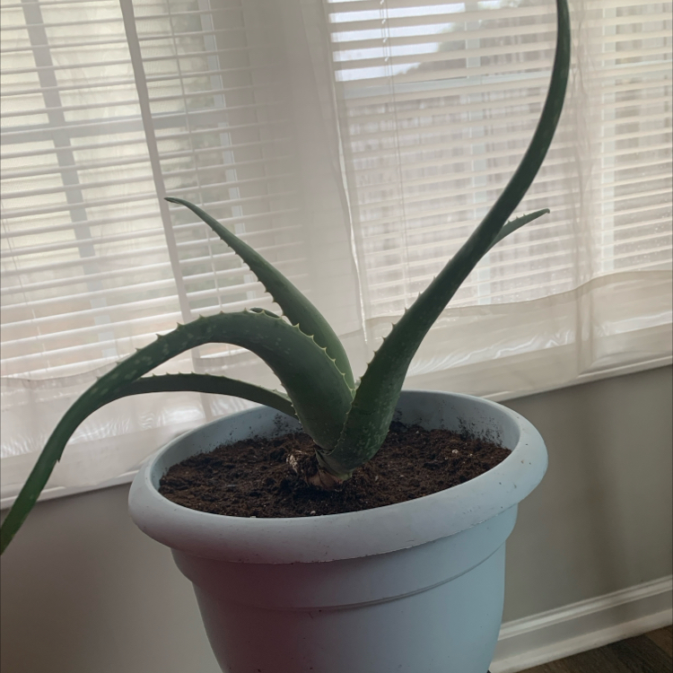 Aloe vera plant photo by Michelle rose named Angel on Greg, the plant care app.