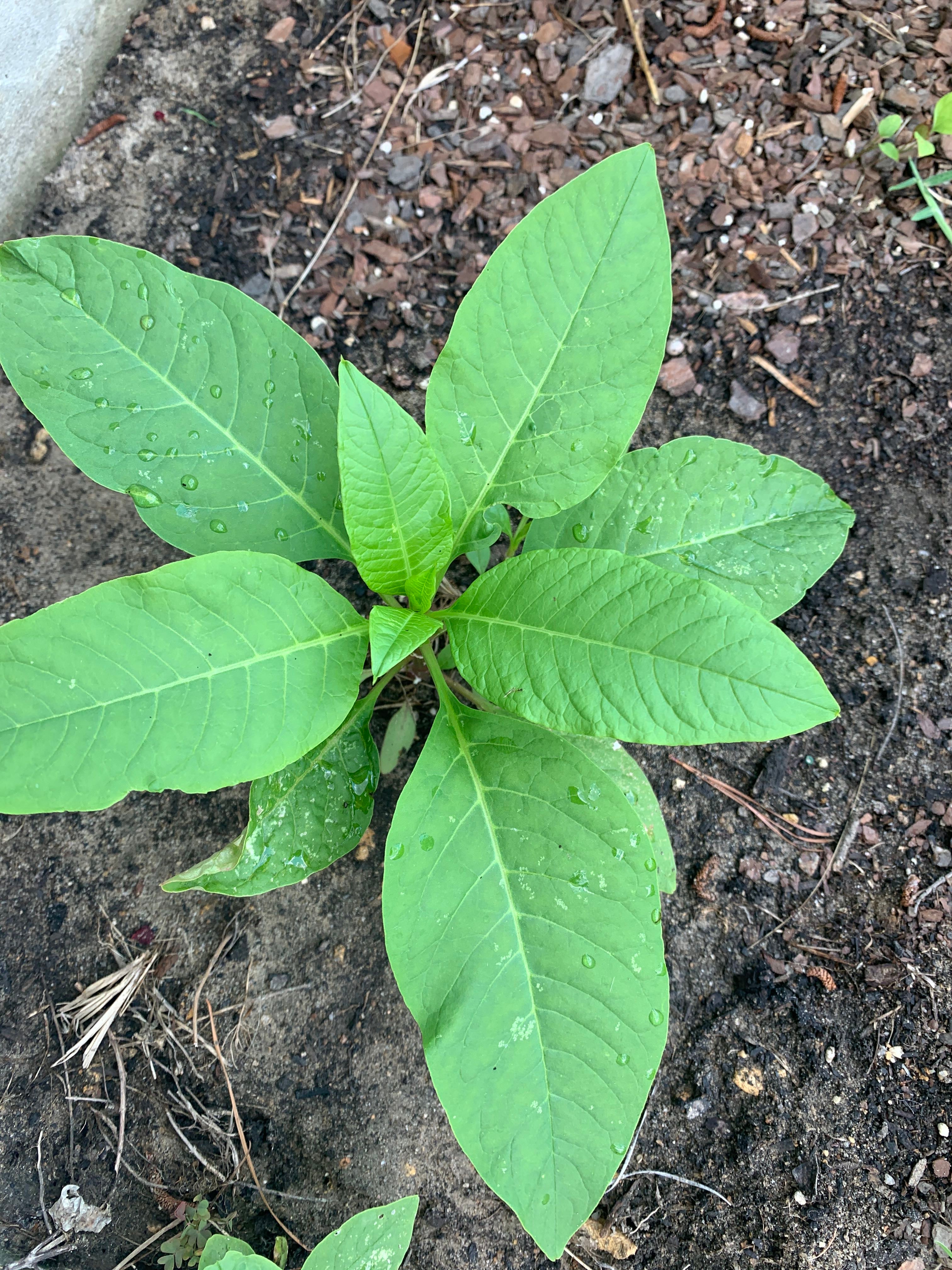 🧑‍🌾 American Pokeweed Hardiness Zones Ultimate Guide 4a8b