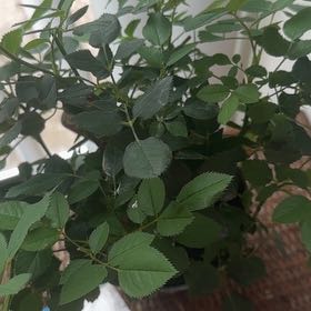 Photo of the plant species Rose by @GutsyCanna52 named Bella on Greg, the plant care app