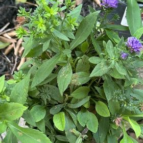 Photo of the plant species Michaelmas Daisy by @WinMedeola45 named Winston on Greg, the plant care app