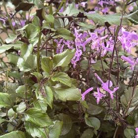 Photo of the plant species Plectranthus ecklonii by @WinMedeola45 named Taylor Swift on Greg, the plant care app