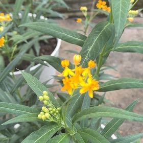 Photo of the plant species Scarlet Milkweed by @WinMedeola45 named Sigmund on Greg, the plant care app