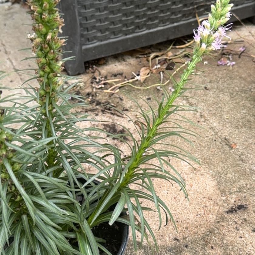 Photo of the plant species Purple Toadflax by @WinMedeola45 named Gates on Greg, the plant care app