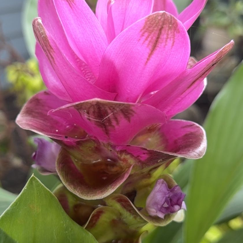 Photo of the plant species Red Ginger by @WinMedeola45 named Tree Diddy on Greg, the plant care app