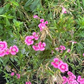 Photo of the plant species Sweet William by @WinMedeola45 named Treeyoncé on Greg, the plant care app