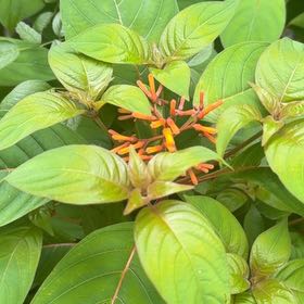 Photo of the plant species Scarlet Bush by @WinMedeola45 named Mollie on Greg, the plant care app