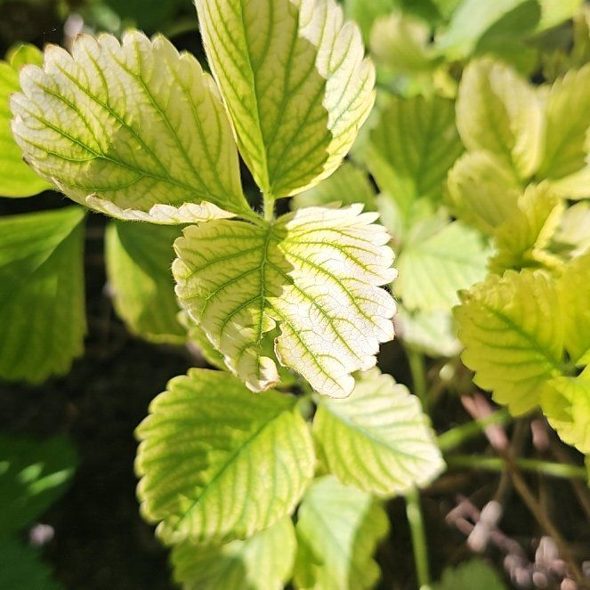 Photo of the plant species Garden Strawberry by @BigCidergum65 named Drake on Greg, the plant care app