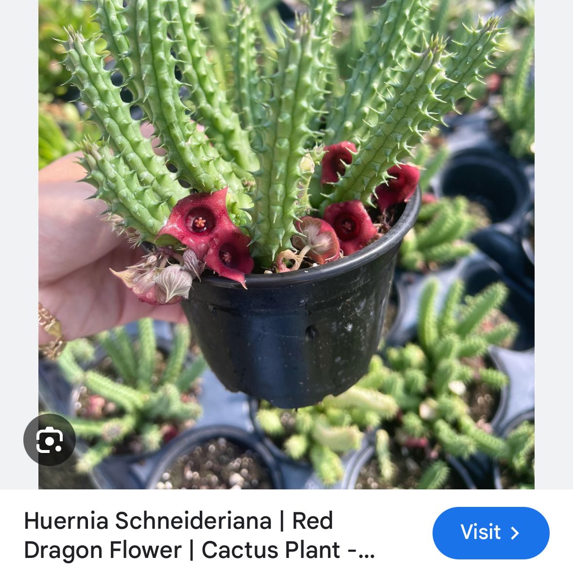 Photo of the plant species Red Dragon Flower by @RoundEmerald11 named Delilah on Greg, the plant care app
