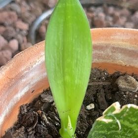 Photo of the plant species Jaboa Sansevieria by @RoundEmerald11 named Cleopatra on Greg, the plant care app