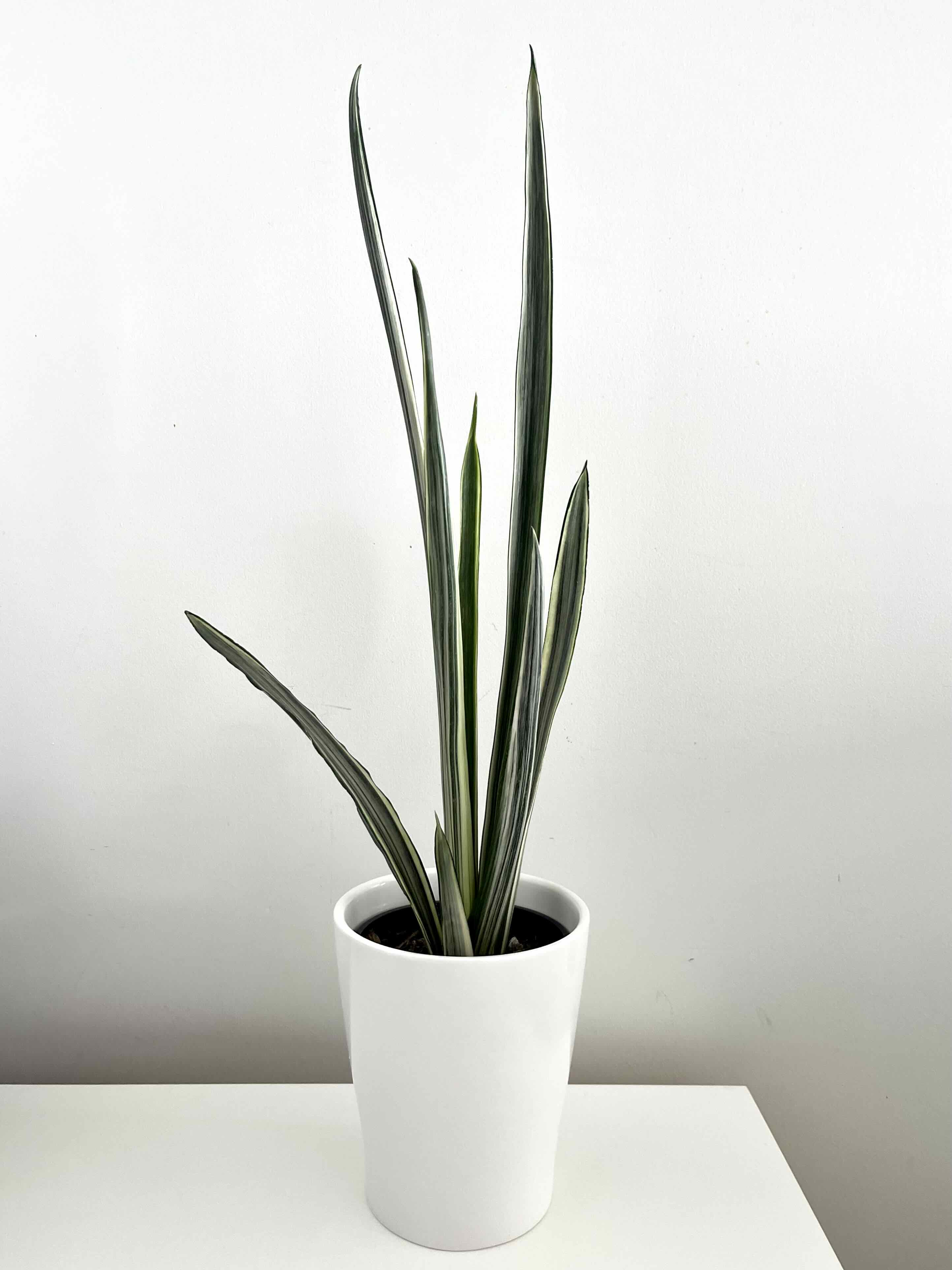 White Sansevieria plant in a white pot with upright, elongated leaves.