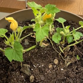 Photo of the plant species Pumpkin by @GutsyKohekohe19 named Pumpkin on Greg, the plant care app