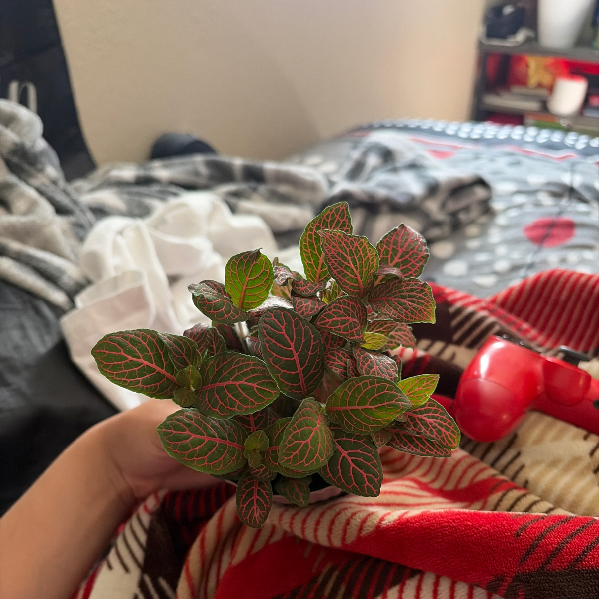 Photo of the plant species Red Anne Nerve Plant by @LovableTutu24 named Pitaya on Greg, the plant care app