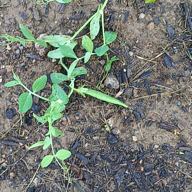 Photo of the plant species Peas by @FunBoglaurel81 named Mollie on Greg, the plant care app