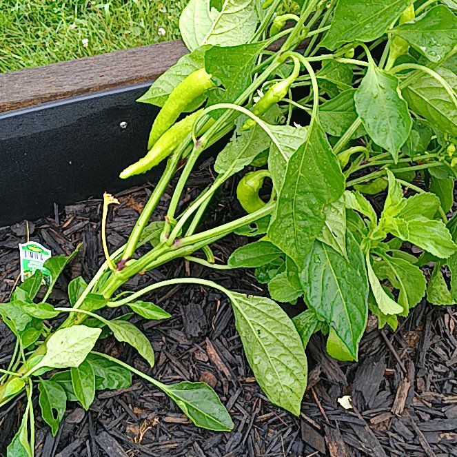 Photo of the plant species Sweet Banana Pepper by @FunBoglaurel81 named Bruce Lee on Greg, the plant care app
