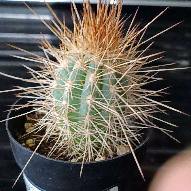 Photo of the plant species Pilosocereus baumii by @FunBoglaurel81 named Dave on Greg, the plant care app