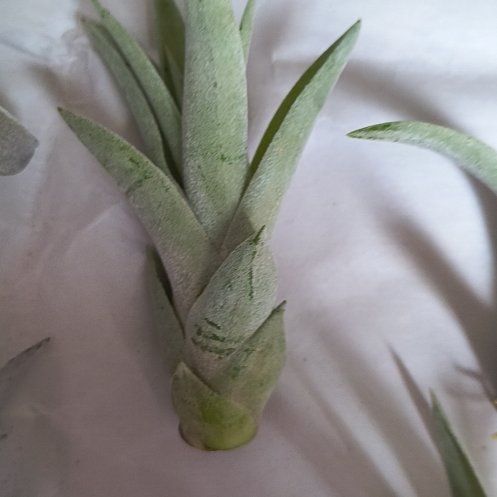 Photo of the plant species Marsh Jaumea by @UberRose49 named Surya on Greg, the plant care app