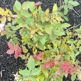 Photo of the plant species Arctic Rose by @SleekBanana80 named Daphne on Greg, the plant care app
