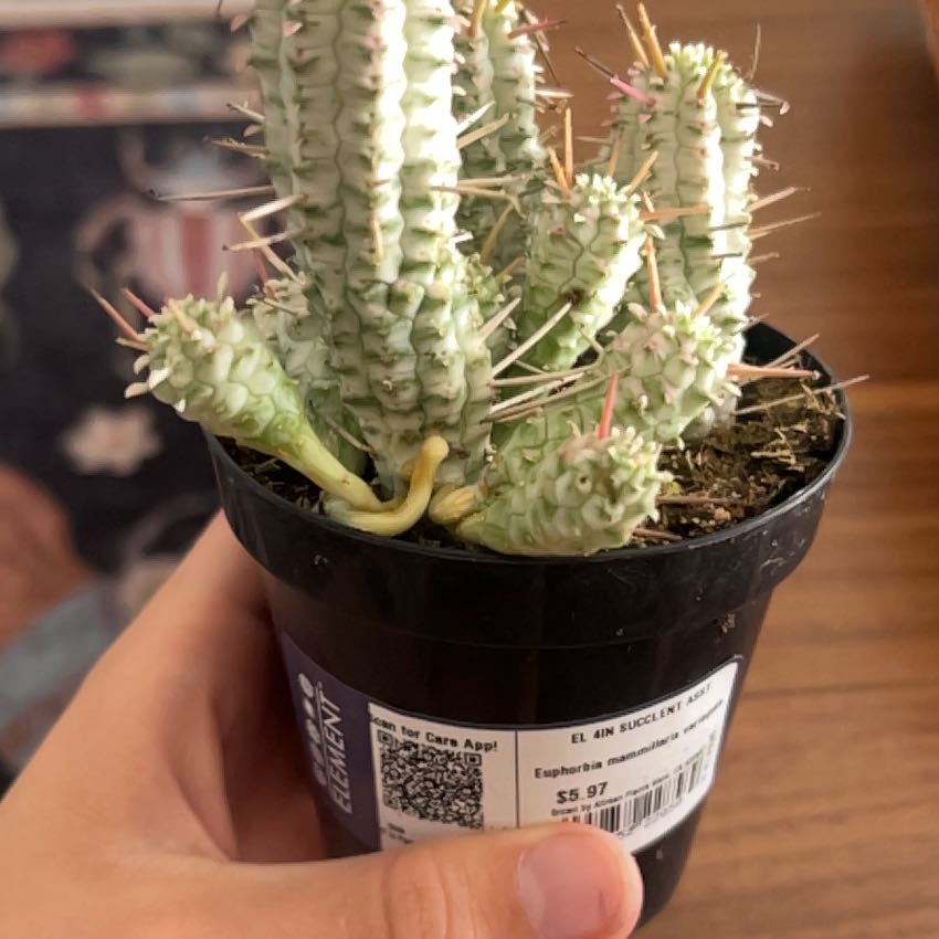 Photo of the plant species Variegated Corncob Cactus by @JocoseSoursop56 named Treeyoncé on Greg, the plant care app
