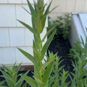 Photo of the plant species Seaside Goldenrod by @RoundClubmoss85 named Elina on Greg, the plant care app