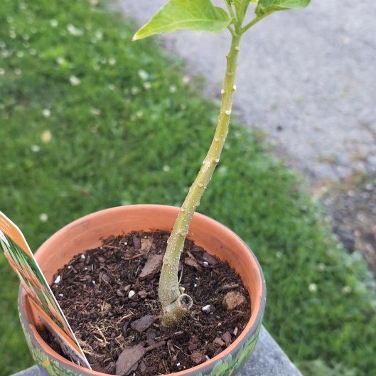 Photo of the plant species Angel's Trumpet by @KeyGinger86 named Luna on Greg, the plant care app