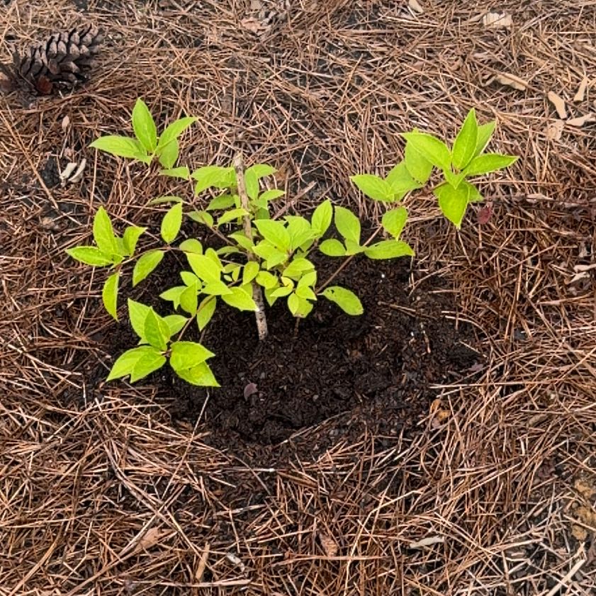 Photo of the plant species Limelight Hydrangea by @EthicalPeyote99 named Luna on Greg, the plant care app