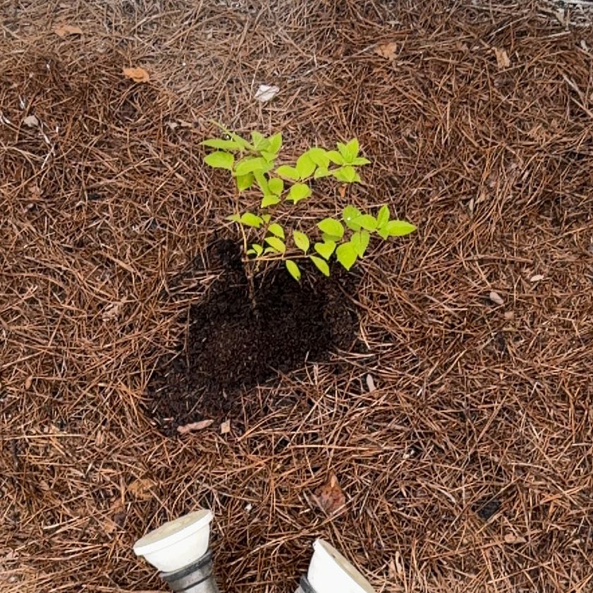 Photo of the plant species Limelight Hydrangea by @EthicalPeyote99 named Fernie Saunders on Greg, the plant care app