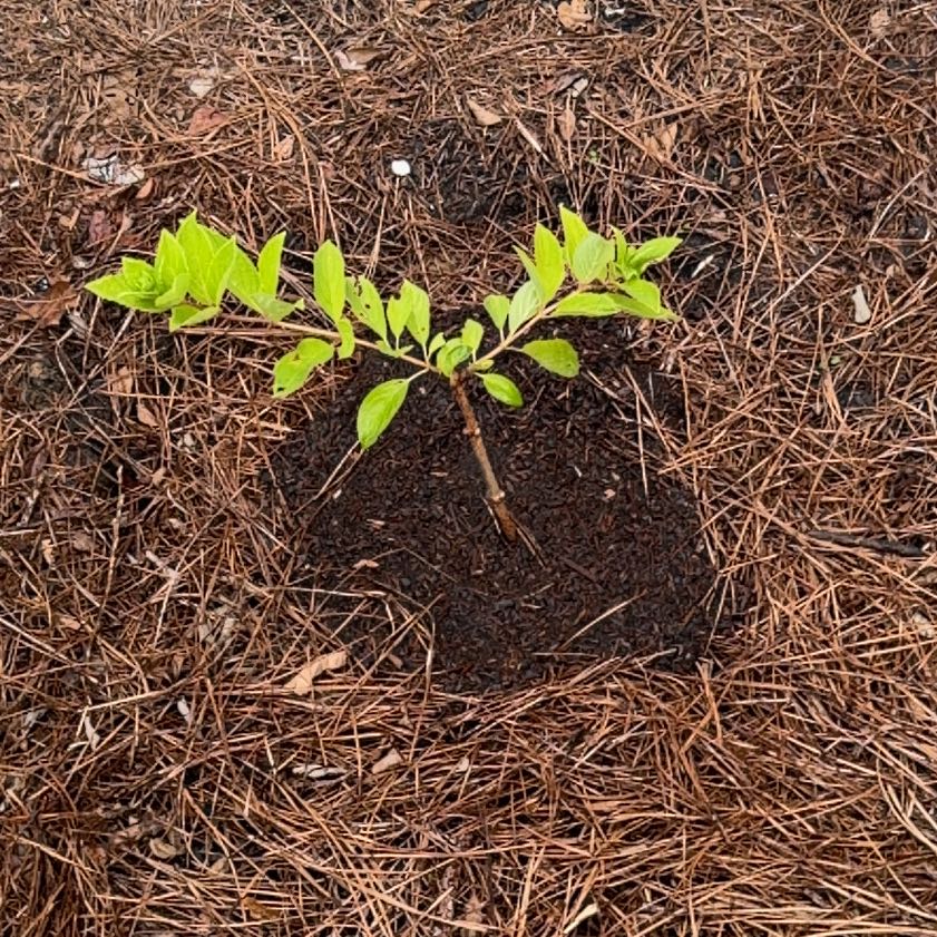 Photo of the plant species Limelight Hydrangea by @EthicalPeyote99 named Tupot amaroot on Greg, the plant care app