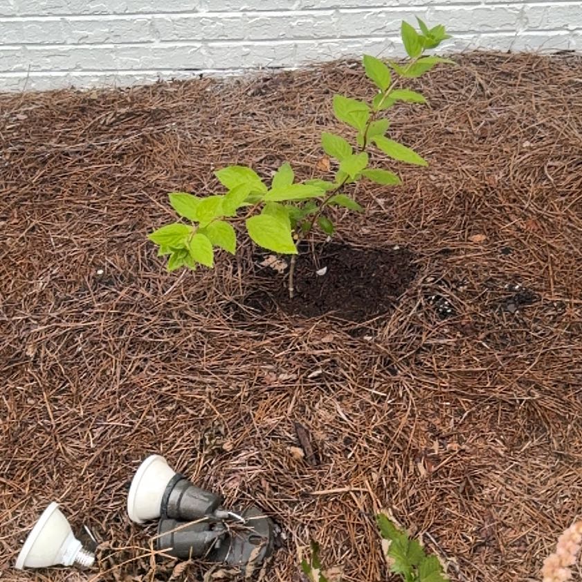 Photo of the plant species Limelight Hydrangea by @EthicalPeyote99 named Huckleberry Fern on Greg, the plant care app
