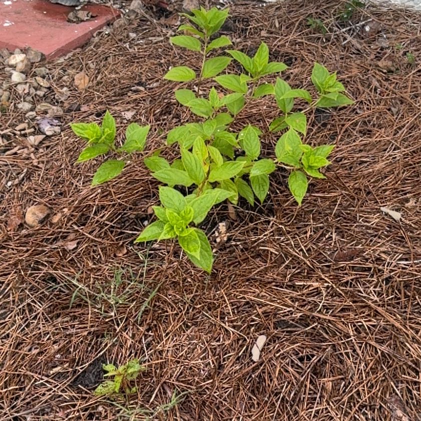 Photo of the plant species Limelight Hydrangea by @EthicalPeyote99 named Lebron on Greg, the plant care app