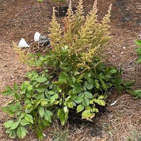 Photo of the plant species Astible by @EthicalPeyote99 named Surya on Greg, the plant care app