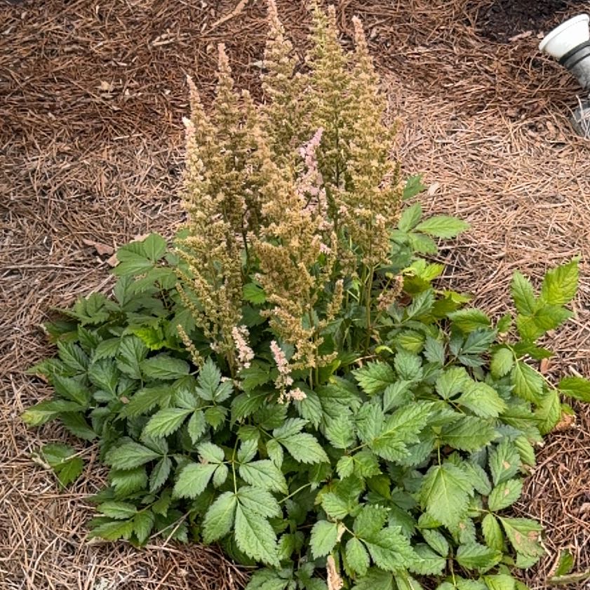 Photo of the plant species Astible by @EthicalPeyote99 named Aria on Greg, the plant care app
