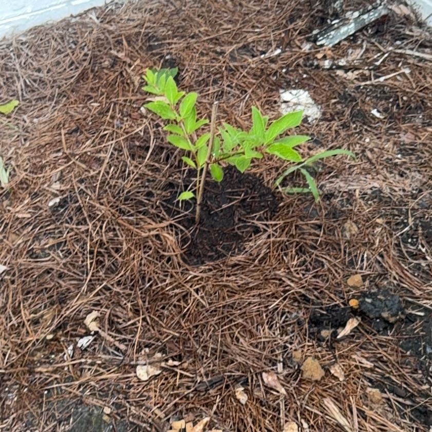 Photo of the plant species Limelight Hydrangea by @EthicalPeyote99 named Kardashian on Greg, the plant care app