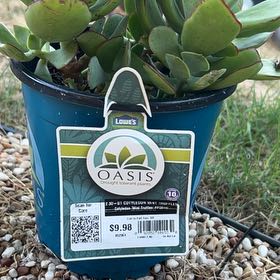 Photo of the plant species Mint Truffles by @InnovativeTipa named Khaleesi on Greg, the plant care app