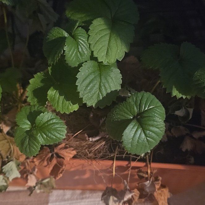 Photo of the plant species Mock Strawberry by @GemScrubpine51 named Apollo on Greg, the plant care app