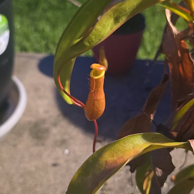Photo of the plant species Common Swamp Pitcher-Plant by @GemScrubpine51 named LiloStitch on Greg, the plant care app