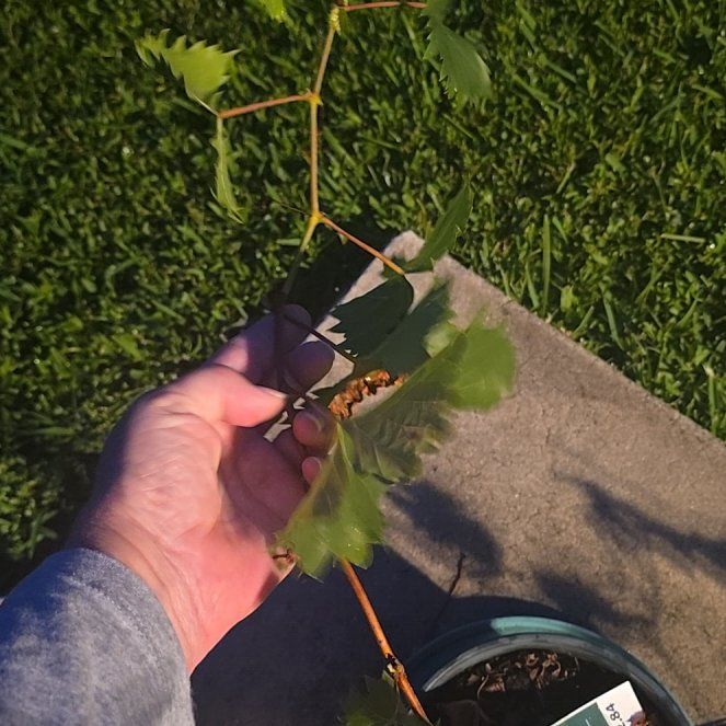 Photo of the plant species Possum-Grape by @GemScrubpine51 named Sonora on Greg, the plant care app