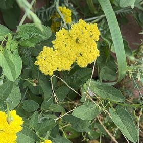 Photo of the plant species Fernleaf Yarrow by @ZappyBasil85 named Plato on Greg, the plant care app
