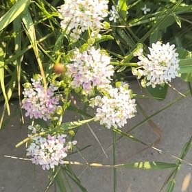 Photo of the plant species Candytuft by @ZappyBasil85 named Huckleberry Fern on Greg, the plant care app